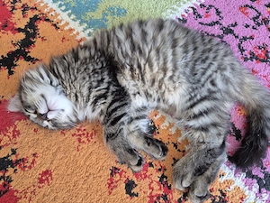Baby katzen suchen eine neuer zu Hause Bild 3
