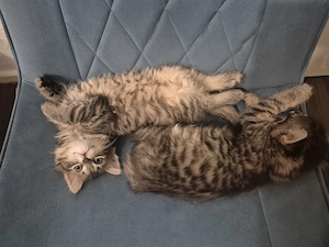 Baby katzen suchen eine neuer zu Hause Bild 5