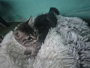 Baby katzen suchen eine neuer zu Hause Bild 2