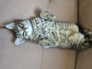 Baby katzen suchen eine neuer zu Hause Bild 4