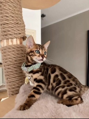 Wunderschönes Bengal Kitten abgabebereit 