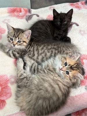 KatzenBaby BKH