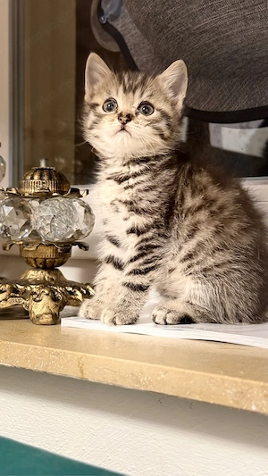 BKH Katzen 