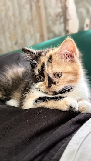 BKH Katzen 
