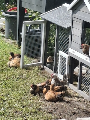 Serama 12 Küken mit neuem Stall 