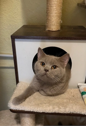 BKH Katze 