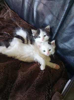 Maine-Coon-Mischlingskätzchen aus liebevoller Privathaltung Männlich Bild 5