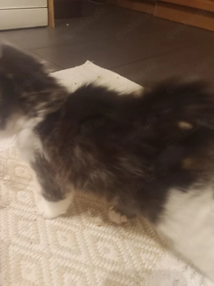 Maine-Coon-Mischlingskätzchen aus liebevoller Privathaltung Männlich Bild 4