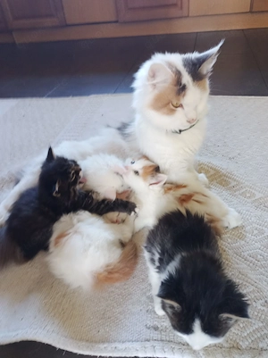 Maine-Coon-Mischlingskätzchen aus liebevoller Privathaltung Männlich Bild 7