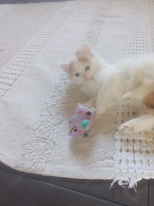 Maine-Coon-Mischlingskätzchen aus liebevoller Privathaltung Männlich Bild 6