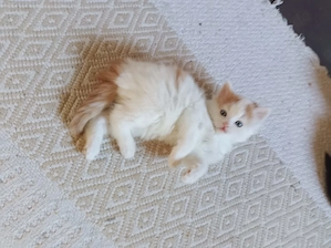 Maine-Coon-Mischlingskätzchen aus liebevoller Privathaltung Männlich Bild 3