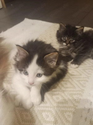 Maine-Coon-Mischlingskätzchen aus liebevoller Privathaltung Männlich Bild 8
