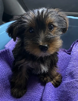 Yorkshire Terrier Welpe sucht liebevolles Zuhause 