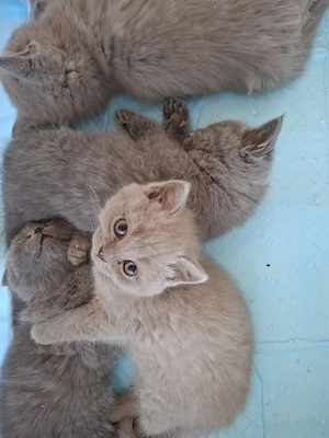 bkh kitten 