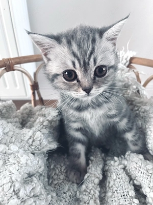 Wunderschöne BKH Kitten - abgabebereit