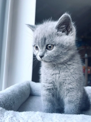 Wundervolle BKH Kitten - abgabebereit 