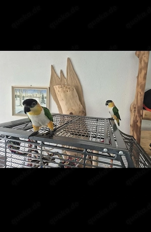 Grünzügelpapagei 