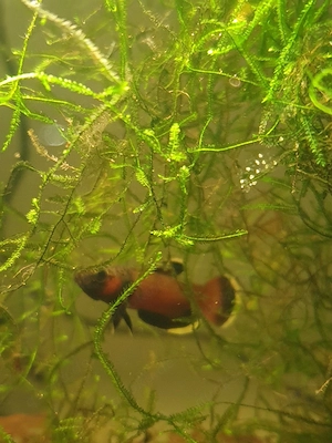 Kampffische ( Betta Albimarginata)