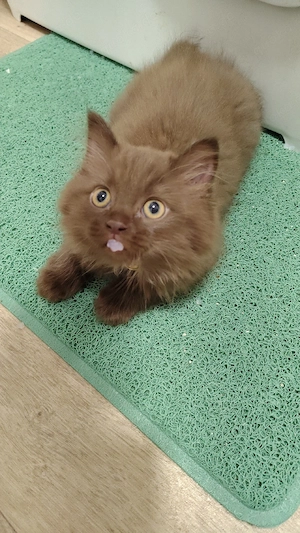 Ragdoll Britisch Langhaar Britisch Kurzhaar Cinnemon Cat