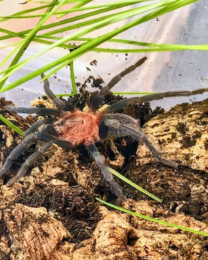 Holothele longipes 0.0.1