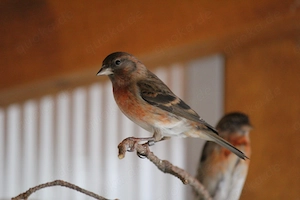 Kapuzenzeisig x Alpenbirkenzeisig (Mischling)