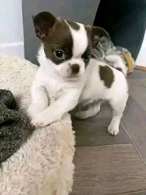 chihuahua weple
