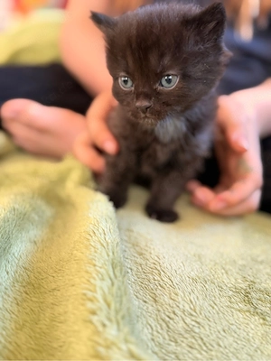 maine coon mix