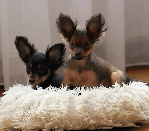  Süßen Russische Toy Terrier Langhaar Welpen, geboren am 22.01.2026, suchen ein liebevolles Zuhause.