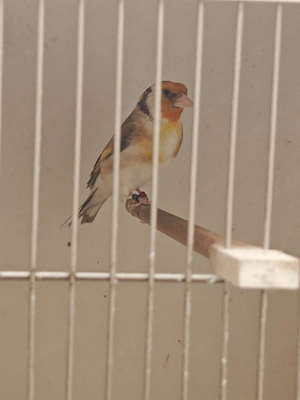 Stieglitz Pärchen mit Zuchtkäfig 