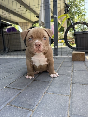 American Bully Pocket Welpe chocolate fawn 