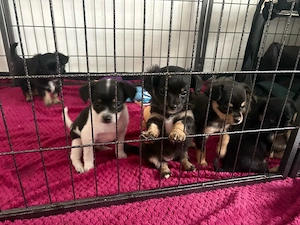 chihuaha mix welpen 