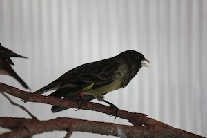 Schwarzzeisig x Kanarien (Mischling)