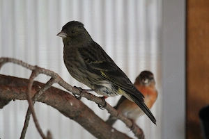 Schwarzzeisig x Kanarien (Mischling)