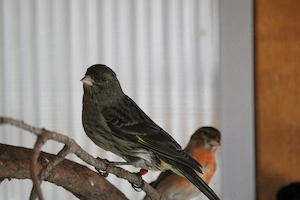 Schwarzzeisig x Kanarien (Mischling)