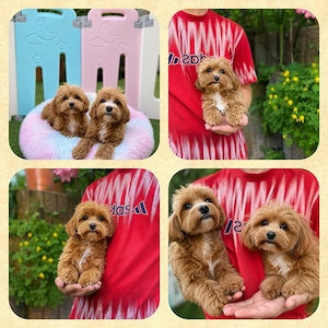 Maltipoo Welpen