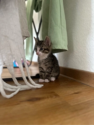 Süßer Kater sucht ein liebevolles Zuhause