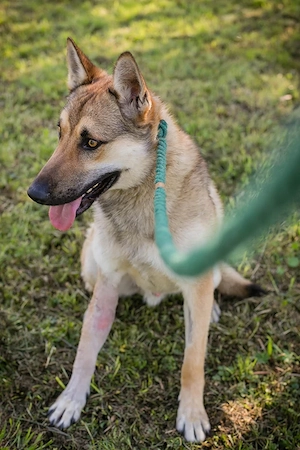 *SANDRO* - der Schäferhundmischling sucht eine Familie die sich mit der Rasse etwas auskennt