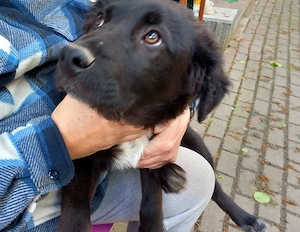 Liebevolle Menschen gesucht für Flynn