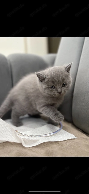 Babykatze BKH