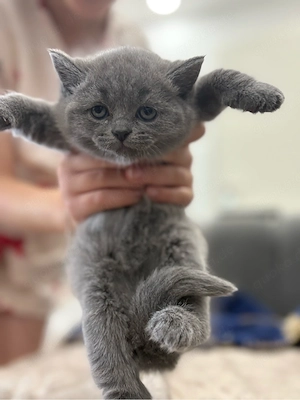 Babykatze BKH