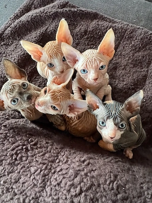 Bezaubernde Sphynx-Katze Mila zu verkaufen