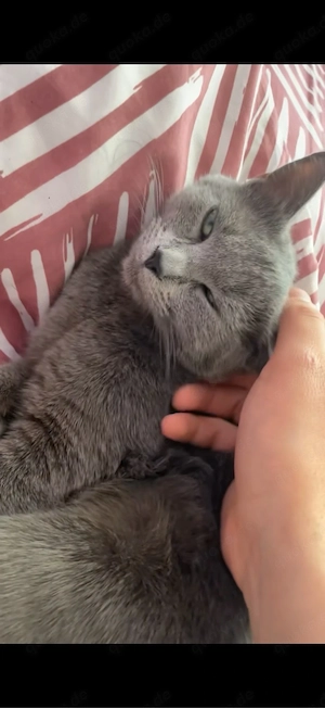 Bkh katze sofort
