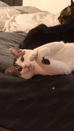 kastriertes Energiebündel - Kater Jinx 