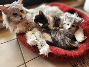Maine Coon Mix Kitten - bald auszugsbereit