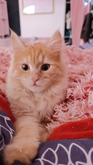 Creme Main coon Kater 