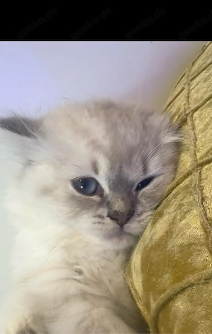 katze sucht neue hause