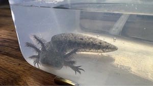 Axolotl Nachzuchten zu verkaufen 
