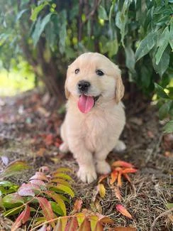 Bezaubernder Golden Retriever Welpe sucht ein liebevolles Zuhause   