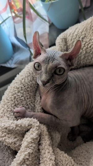 sphynx kitten