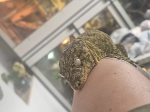 Rhacodactylus Leachianus 